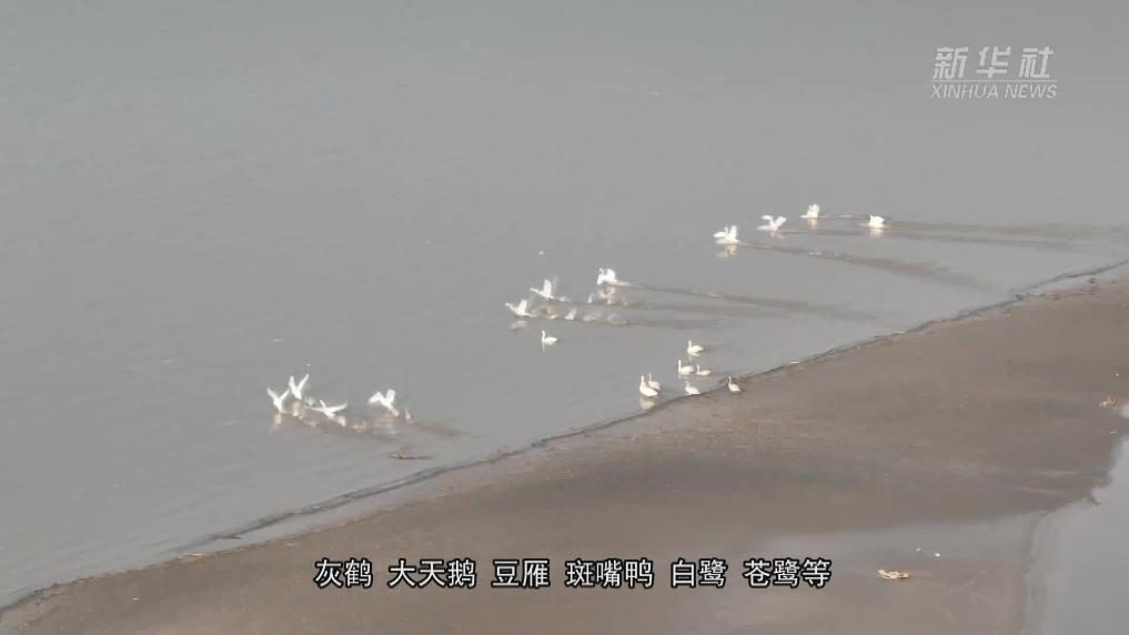 河南开封：黄河湿地 候鸟天堂