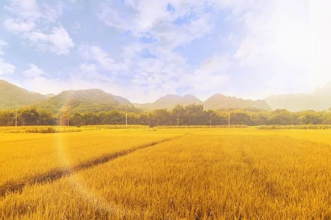 深化村镇企业合作 消费帮扶助振兴